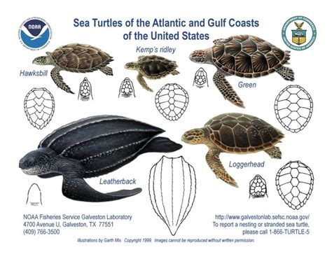 Save Sea Turtles Along Jersey Shore — Save Coastal Wildlife