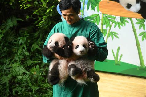 It's baby giant panda picture time, y'all | Business Insider