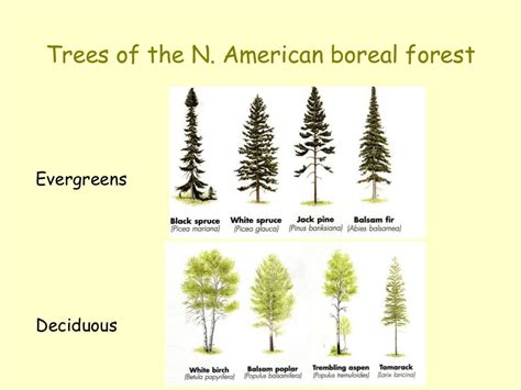 Boreal forest