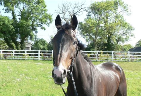 Peter Bowen Racing – The best stables in Pembrokeshire