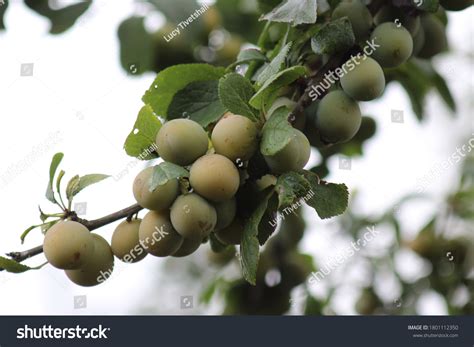 Bullace Images, Stock Photos & Vectors | Shutterstock