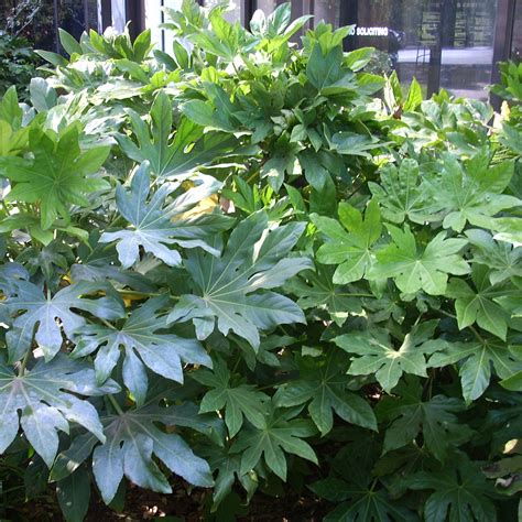 Fatsia japonica | Kiefer Nursery: Trees, Shrubs, Perennials