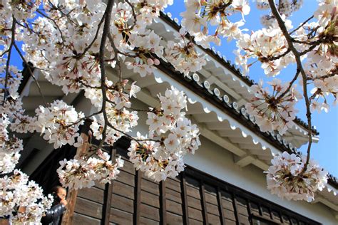 Cherry Blossoms In Nagano - SNOW MONKEY RESORTS