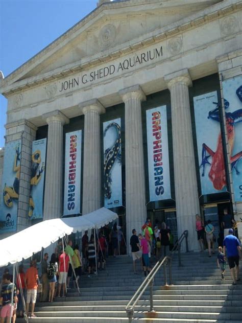 How to Plan Your Trip to Chicago's Shedd Aquarium - The Homespun Hydrangea