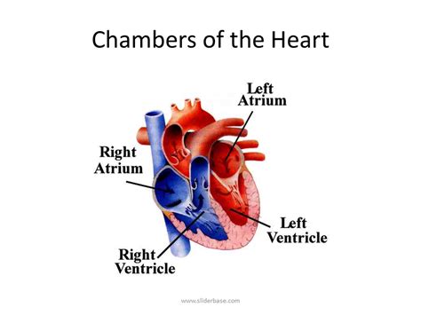 Everything about hearts - Presentation Health and Disease