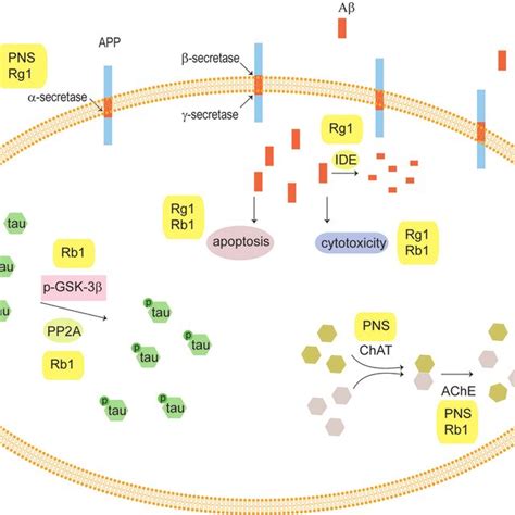 The biological functions of Panax notoginseng saponins (PNS), including... | Download Scientific ...