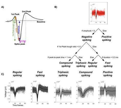 Waveform selection and features. A) Waveform features used for the... | Download Scientific Diagram