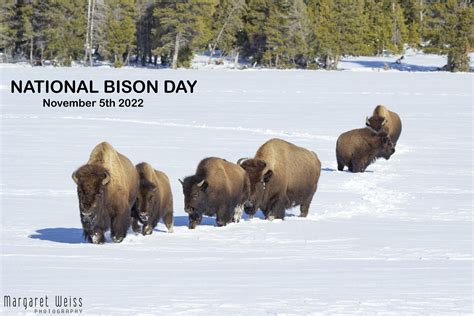 National Bison Day - Margaret Weiss Photography