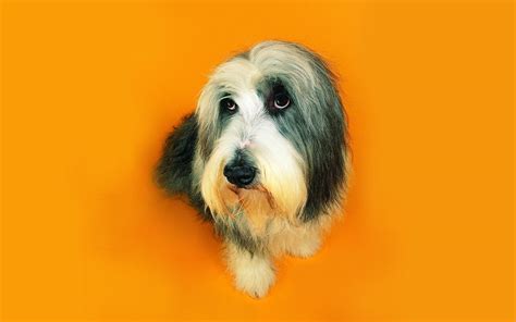 Fun dog wallpaper - Dogs Wallpaper (13632011) - Fanpop