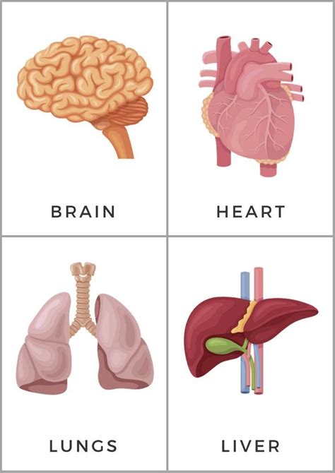 FREE Printable Organs Flashcards | Anatomy flashcards, Human body printables, Human body organs