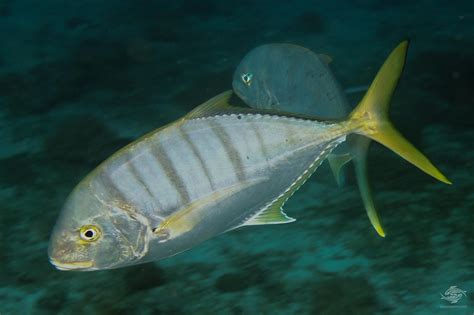 Golden Trevally – Facts and Photographs | Seaunseen