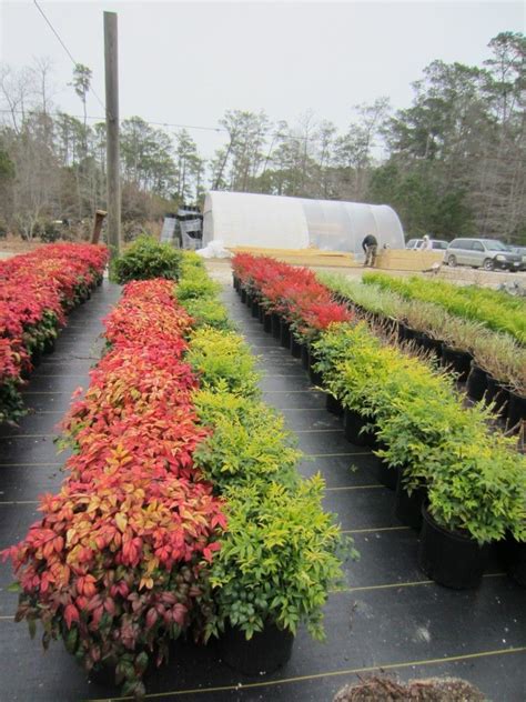 Nandina domestica 'Lemon-Lime' | Plants Nouveau in 2020 | Lemon lime nandina, Landscaping images ...