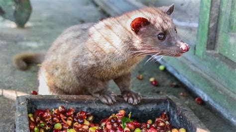 World’s most expensive coffee, made of civet cat poop, now available in Kodagu - Star of Mysore