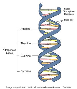 Nucleic Acids: Types, Structure, RNA, DNA with Videos and Examples