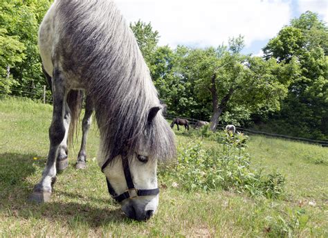 Newfoundland Pony — DiscoverTheHorse