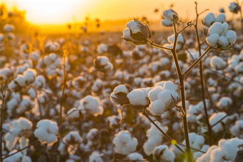 End could be in sight for global cotton logistics bottlenecks - Just Style