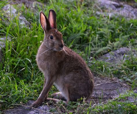 Snowshoe hare in Banff National Park | Canadian Rockies Wildlife