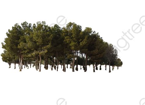 forest png 10 free Cliparts | Download images on Clipground 2024