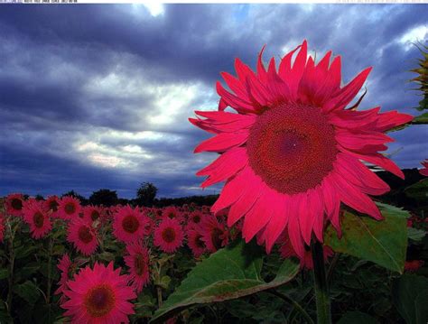 Pin by Phaedra Zucksworth on loves | Pink sunflowers, Flower seeds, Sunflower pictures