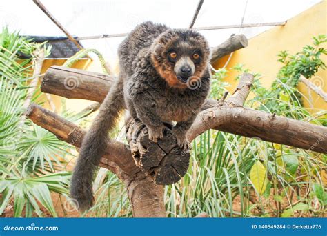 Manual Brown Lemur Eating Banana Sitting on a Tree Stock Photo - Image ...