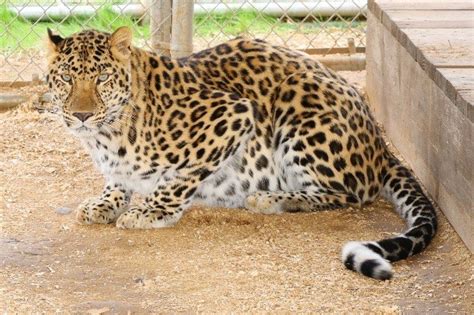 Royal - Amur Leopard — Barry R Kirshner Wildlife Sanctuary