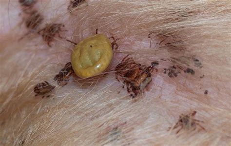 Can Ticks Burrow Under Dogs Skin