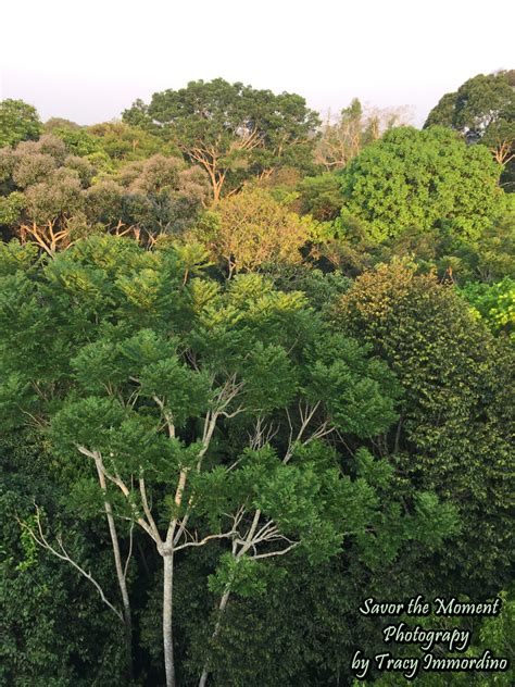 Canopy Tower Tour in the Amazon Rainforest - Savor the Moment Photography