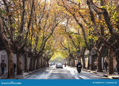 Street in Autumn in Shanghai Editorial Stock Photo - Image of yellow, golden: 53689153