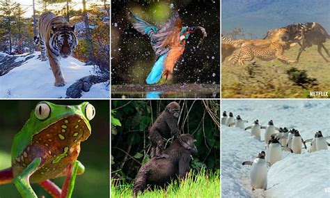 Striking images show Sir David Attenborough's stunning new wildlife ...