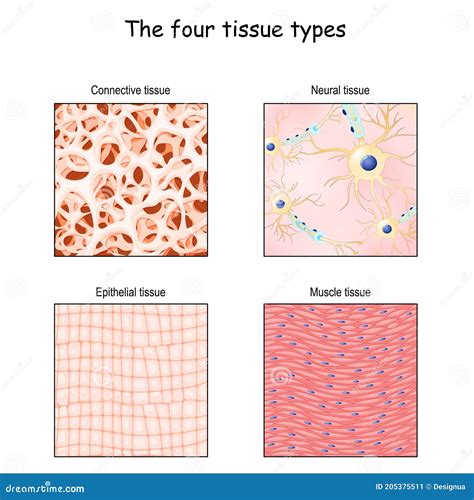 Types Of Muscle Tissue Cartoon Vector | CartoonDealer.com #71582759