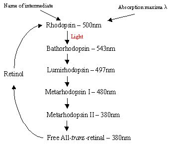 Rhodopsin; Visual Purple