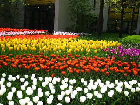 Tulip Garden Wallpaper #7039706