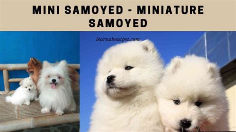 Mini Samoyed : 25 Interesting Miniature Samoyed Dog Facts