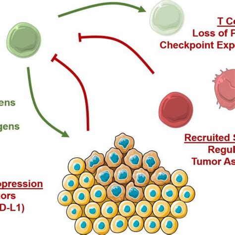 (PDF) Adoptive T Cell Immunotherapy For Cancer