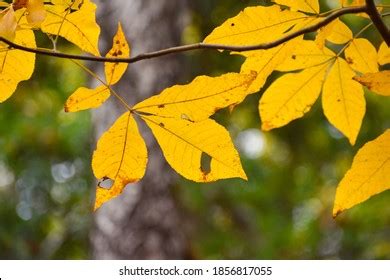 521 Hickory Leaves In Autumn Images, Stock Photos & Vectors | Shutterstock