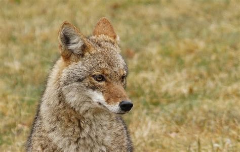 Free Images : young, coyote, wild, mammal, vertebrate, canidae ...