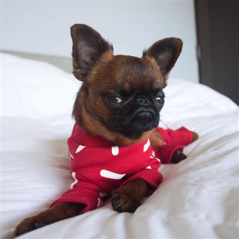 Meet Gizmo, The Grumpy Dog Who Looks Like He's Always Judging You