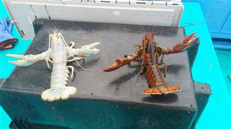 Friend of mine caught a albino lobster today : r/redonkulous