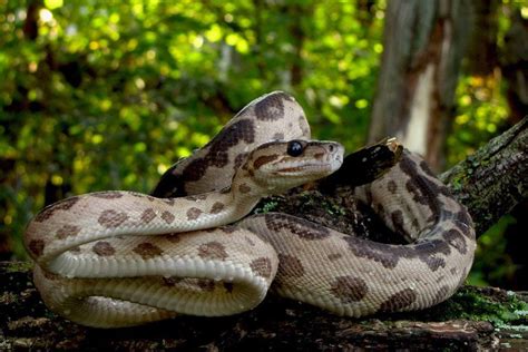 "Ming", leopard ATB amazon tree boa Corallus hortulanus snake photo copyright Biofauna Exotics ...