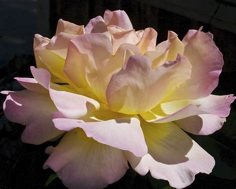 Peace rose | Swedg | Flickr