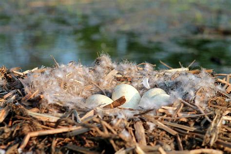 Canada Geese Eggs Photograph by Bethany Benike - Fine Art America