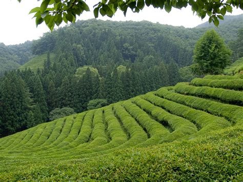 Growing tea in Korea | Growing tea, Drinking tea, Tea