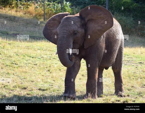 Safari Park Animals Stock Photo - Alamy