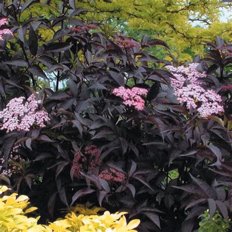 Black Beauty® - Elderberry - Sambucus nigra | Proven Winners