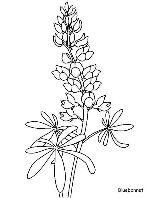 Bluebonnet Flowers Coloring Pages & Coloring Book