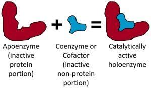 General Properties of Enzyme - Physical & Chemical Properties - Biology ...