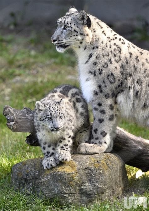 Snow Leopard Mother With Cubs