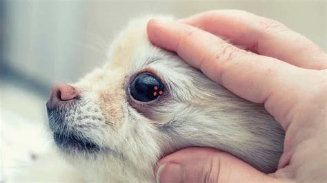 Why do Dogs get Eye Boogers? 9 Causes-Prevention - Serve Dogs