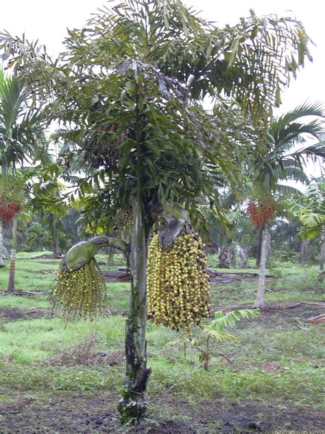 Toddy palm – Digital Herbarium of Crop Plants