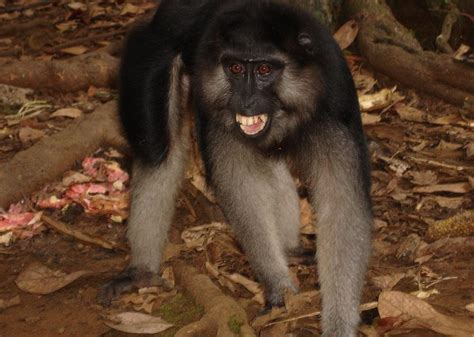 Booted Macaque, Macaca ochreata | New England Primate Conservancy